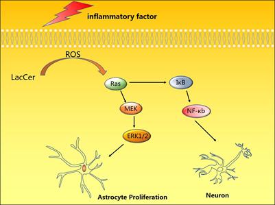 The Involvement of Lactosylceramide in Central Nervous System Inflammation Related to Neurodegenerative Disease